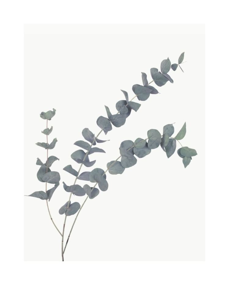 Reinders Wandbild 40x50  'Eucalyptus' , 84843